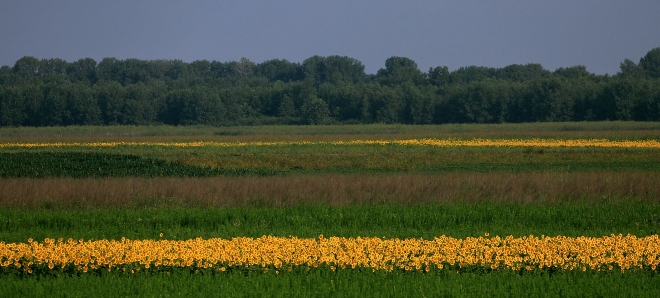 Sunflowers blooming at Columbia Bottom Conservation Area in North St. Louis County.